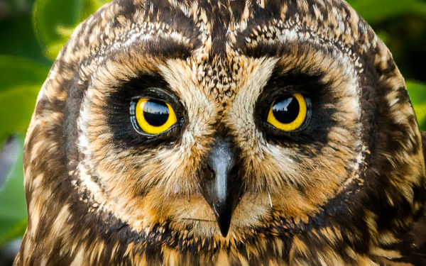 Short-eared Owl -- "You lookin' at me?...