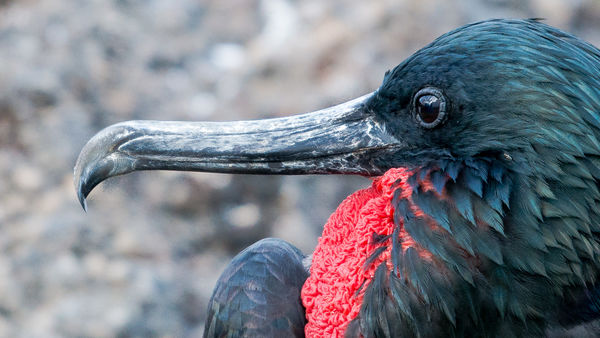 Great Frigate Bird refusing to acknowledge my pres...