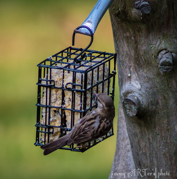 Even the sparrows like the suet...
