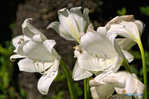 Some white Lilies....