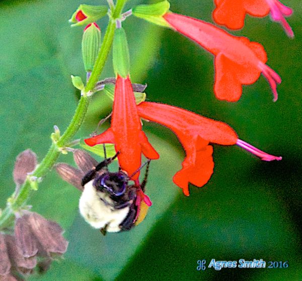 A bee on a red flower....