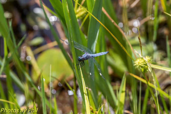 My first dragonfly!...