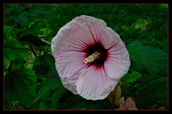 Dinner Plate size Hibiscus...