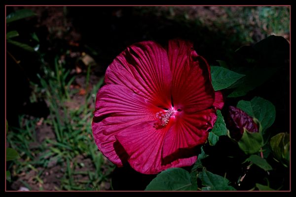 Dinner Plate size Hibiscus #2...