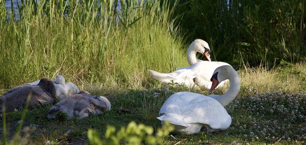 Pair of swans and their growing babies.....