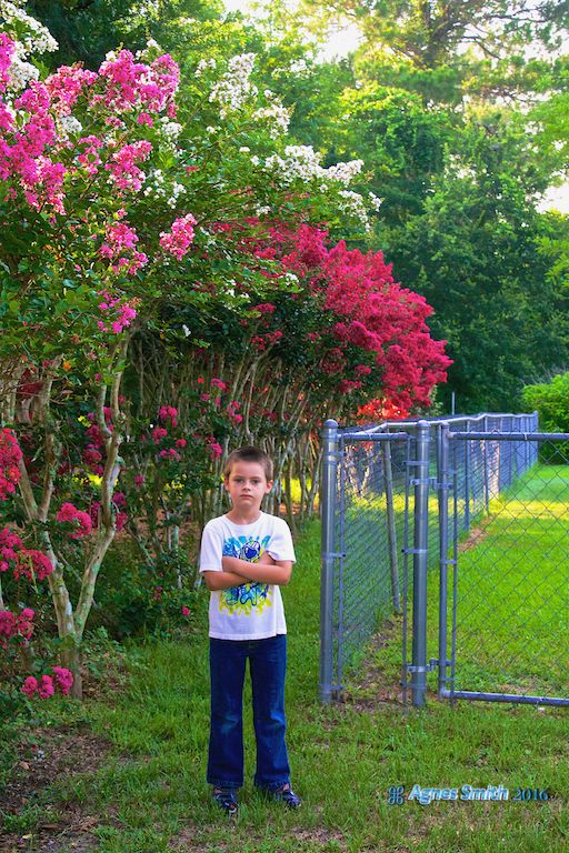 Crape Myrtles at edge of our lot. Grandson had to ...