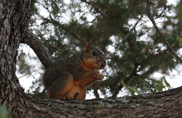 Fox-tail Squirrel in Tree: While on a walk one morning at Lake Murray