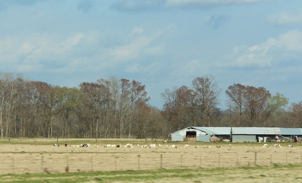 6) Goat ranch...