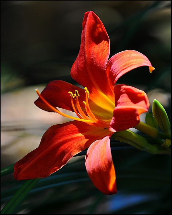 4. One of our hybrid red day lillies....