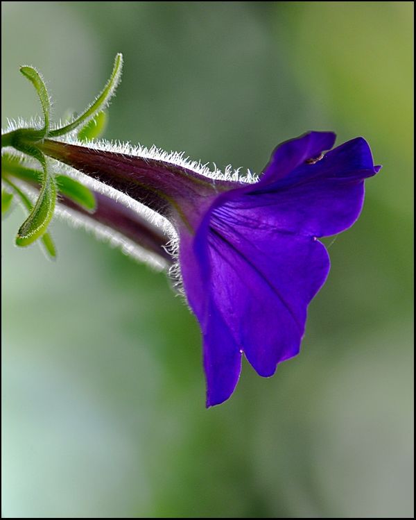 5. One of the flowers on my wife's hanging basket....