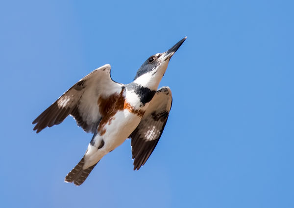 2. Belted Kingfisher doing mach 1...