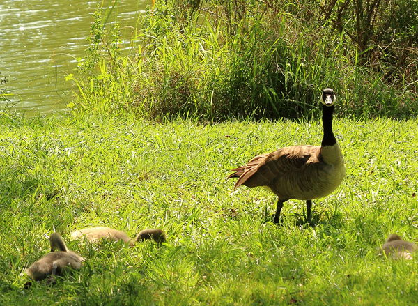 "Don't say 'Boo!' to a goose with goslings...."...