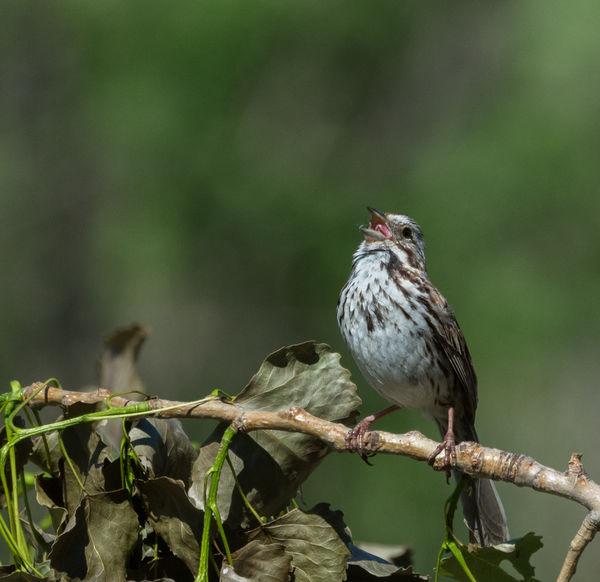 3. Song Sparrow singing for all to hear...
