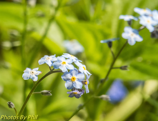 I'm told that these are forget-me-nots...