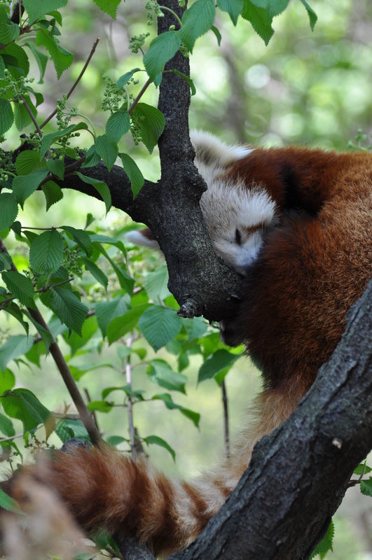 Red Panda, Central Park Zoo NYC...