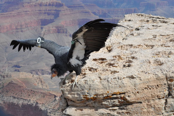 California Condor #0, Grand Canyon...