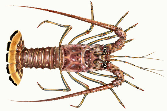 A greenie lobster-new species...