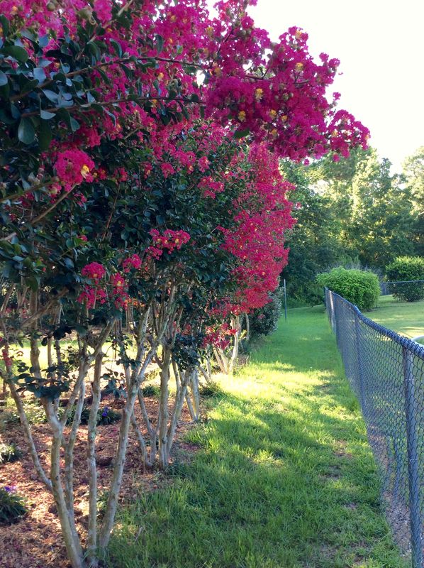 close up of some of the Crape Myrtles....