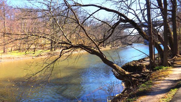 curving branches over the Rocky River...