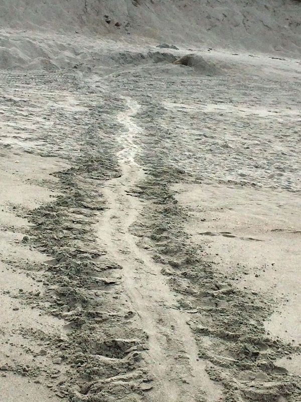 Fresh turtle tracks - and a turtle!...