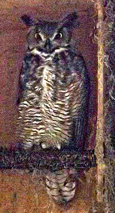 Great horned owl,Lake Erie Nature & Science Center...
