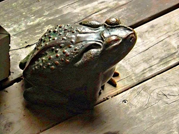 Cane toad statue, zoo...