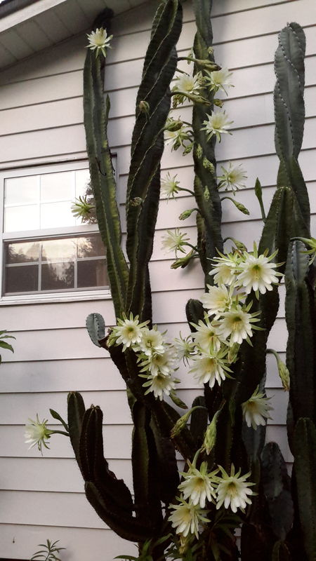 Cactus flowers to greet me, before they close up f...