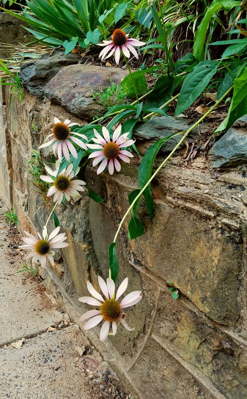 The falling Cone Flowers...