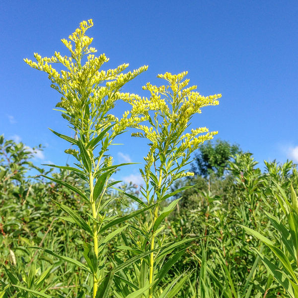 Early Goldenrod...