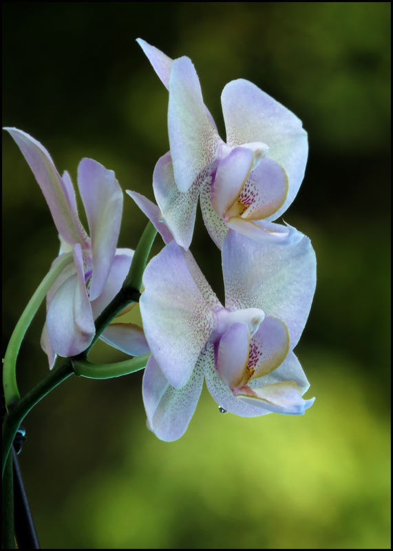5 - My orchid is still in full bloom!!!...