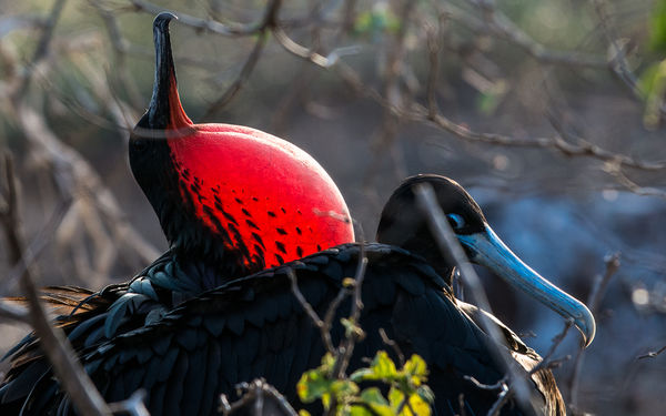 Male Greater Frigatebird inflates his neck pouch t...