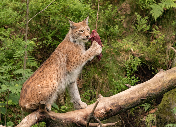 Lynx feeding...