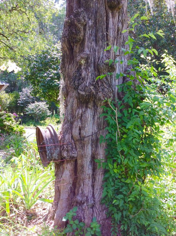 A trunk of a tree with old wheel rim...