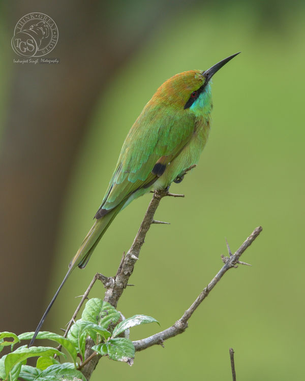 Green Bee Eater - D7200, Tammy 150~600...