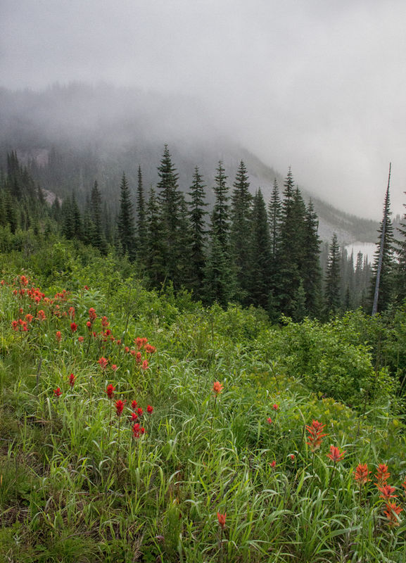4. In Mt Rainier National Park lots of fog and dri...