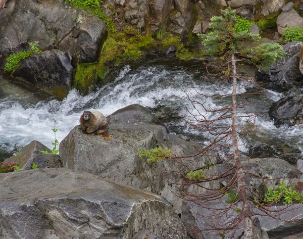 5. One of the critters I encountered, a marmot I b...
