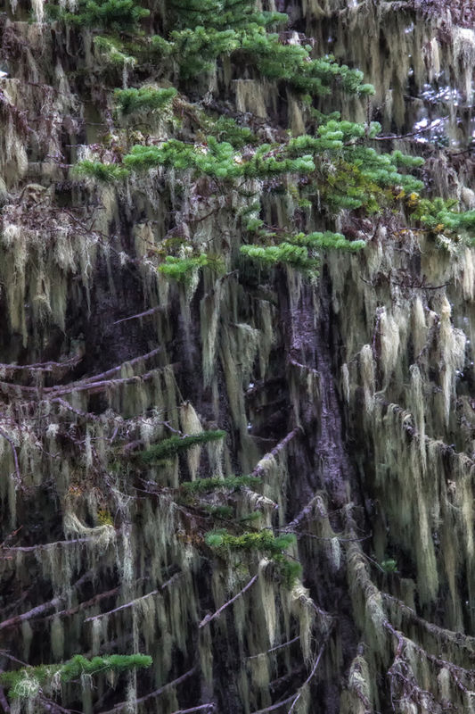 6. You don't see this kind of moss on the dry side...