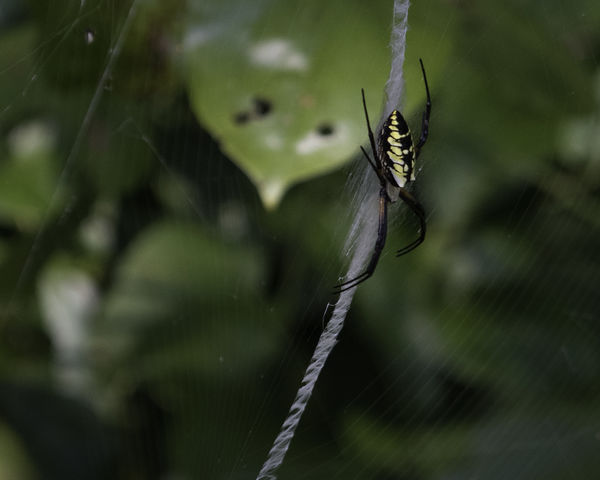 garden spider (real name unknown)...