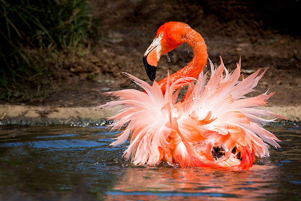 Bathing Flamingo...