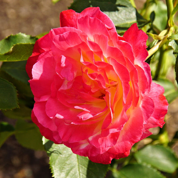 A rose at Clemens/Munsinger Gardens...