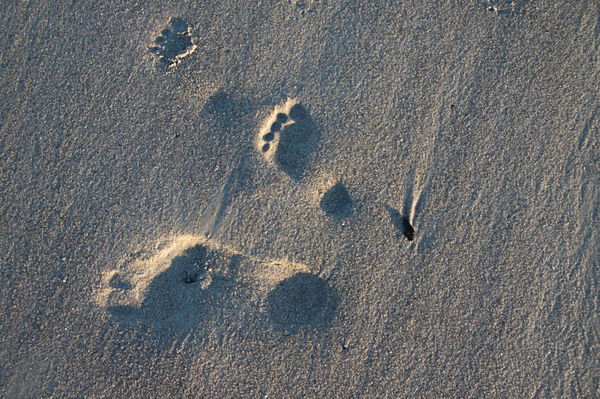 Assorted footprints...