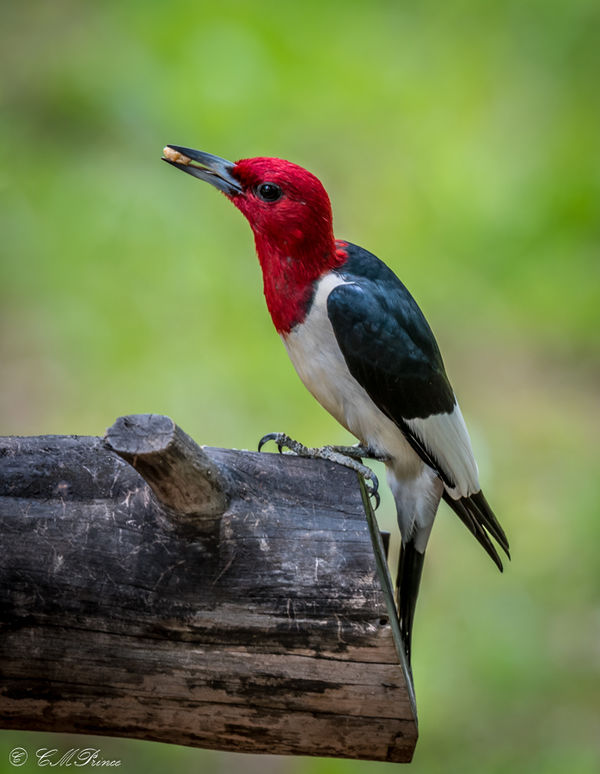 Red-headed Woodpecker...