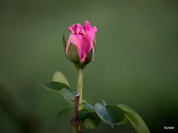 Rose...