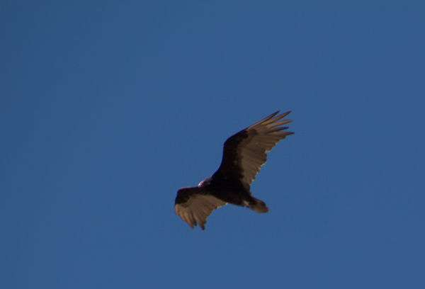 California Condor flying over the Grand Canyon...