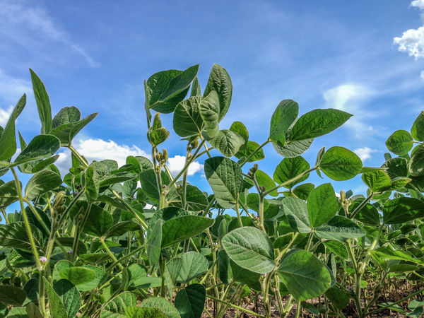 Soybeans in Soybean Field...