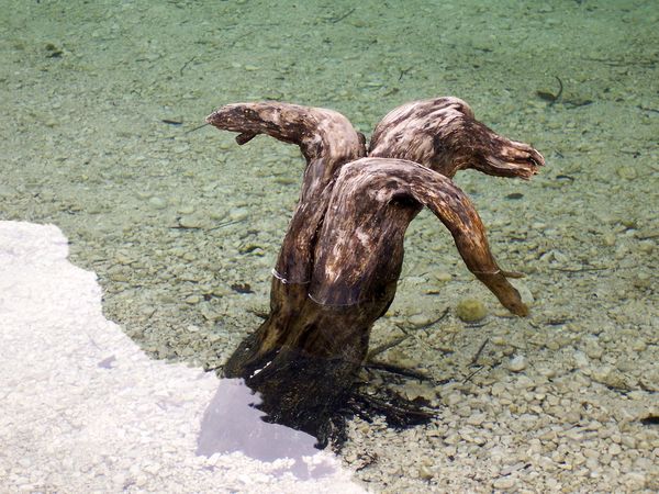 Weathered Tree Stump in a lake in Croatia...