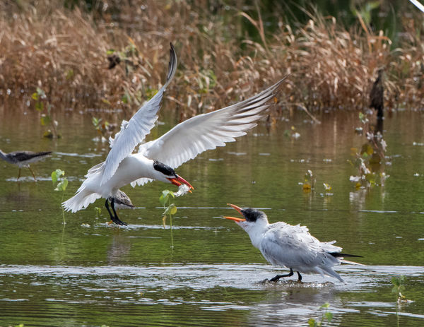Caspian Tern feeding his/her young...