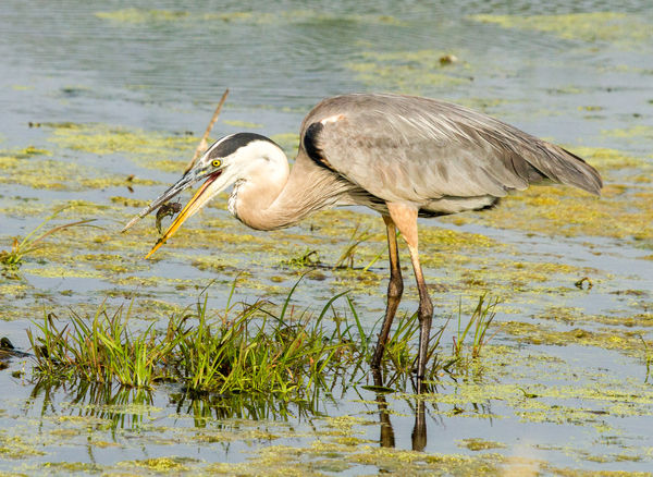 Great Blue Heron with Catfish...