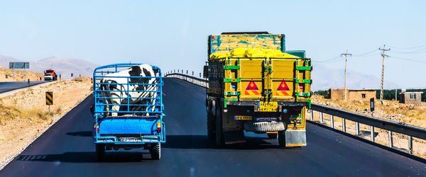 ….  Cow on blue van overtaking slow moving truck l...