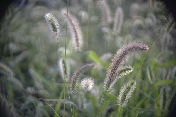summer grass with a Cooke Ivotal 25mm f1.4 cine le...